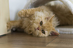Selkirk Rex