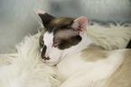 lying Seychellois Shorthair
