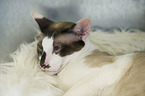 lying Seychellois Shorthair
