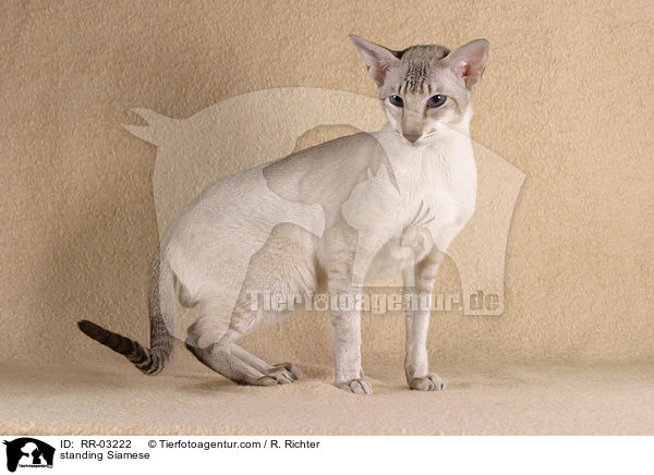 stehende Siam / standing Siamese / RR-03222