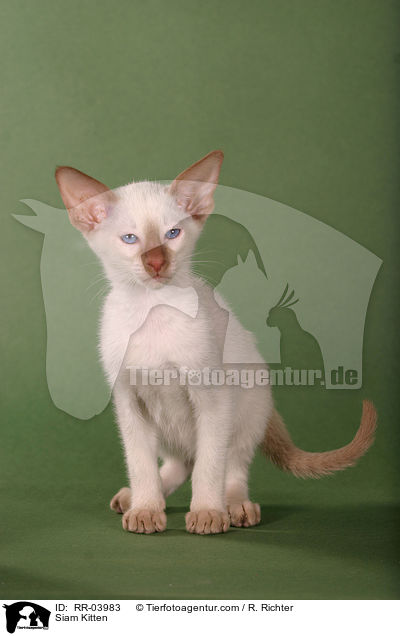 Siam Ktzchen / Siam Kitten / RR-03983