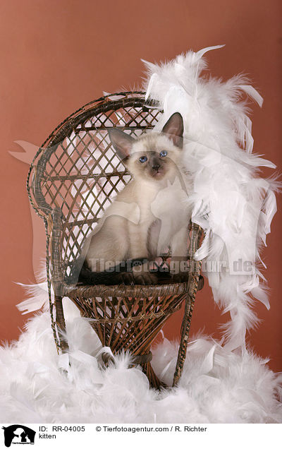Siam Ktzchen / kitten / RR-04005