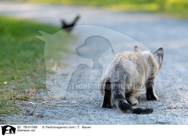 Siamkatze / Siamese cat / TB-01086