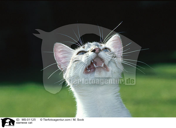 Siamkatze / siamese cat / MS-01125