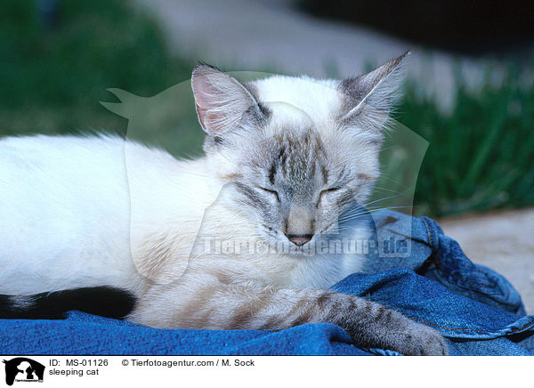 schlafende Katze / sleeping cat / MS-01126