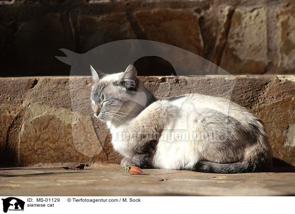 Siamkatze / siamese cat / MS-01129