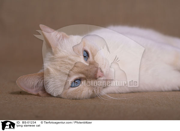 liegende Siamkatze / lying siamese cat / BS-01234