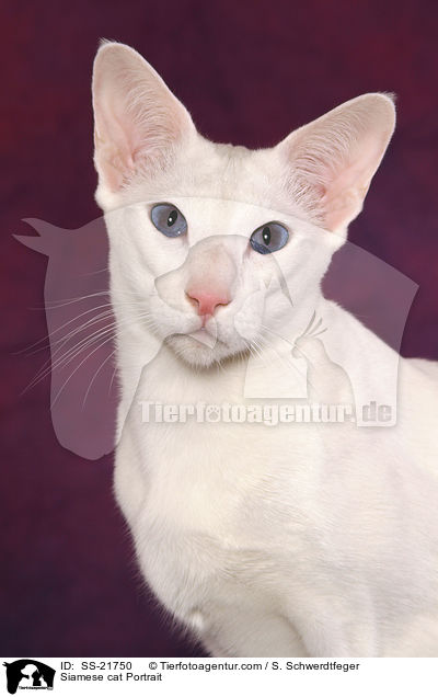 Siamese cat Portrait / SS-21750
