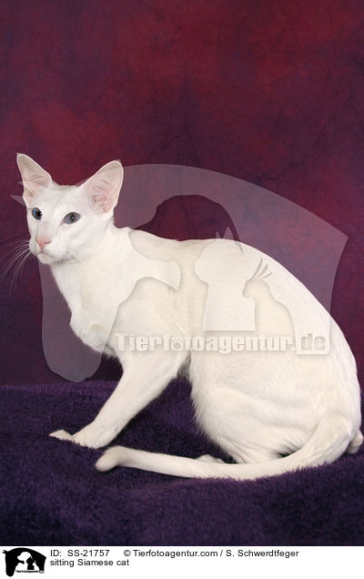 sitting Siamese cat / SS-21757