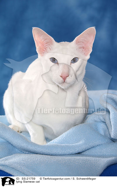 lying Siamese cat / SS-21759