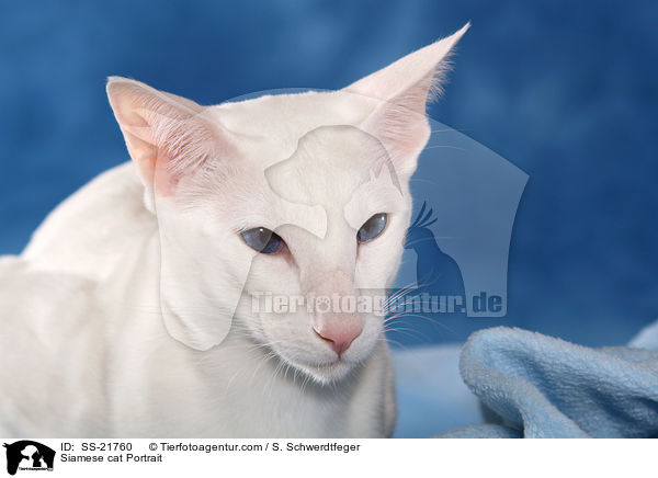 Siamese cat Portrait / SS-21760