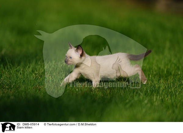 Siam kitten / DMS-05914