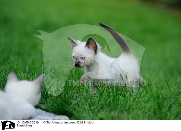 Siam kitten / DMS-05918