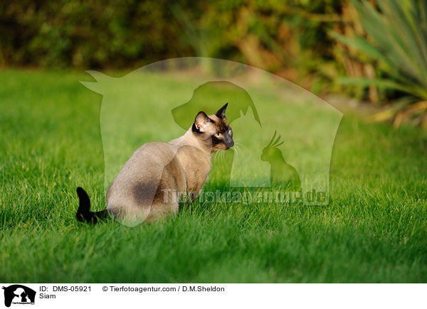 Siam / DMS-05921