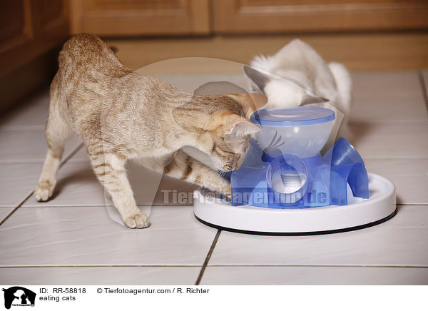 fressende Katzen / eating cats / RR-58818
