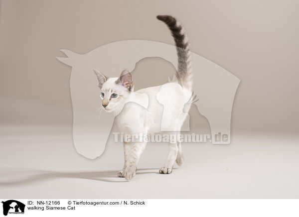 laufende Siam / walking Siamese Cat / NN-12166