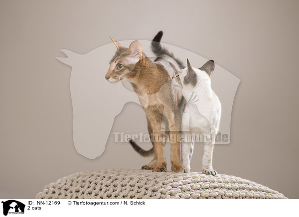 2 Katzen / 2 cats / NN-12169