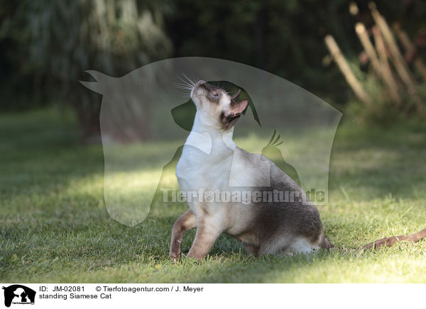 stehende Siam / standing Siamese Cat / JM-02081