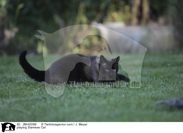 spielende Siam / playing Siamese Cat / JM-02096