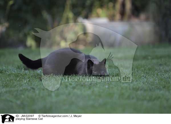 spielende Siam / playing Siamese Cat / JM-02097