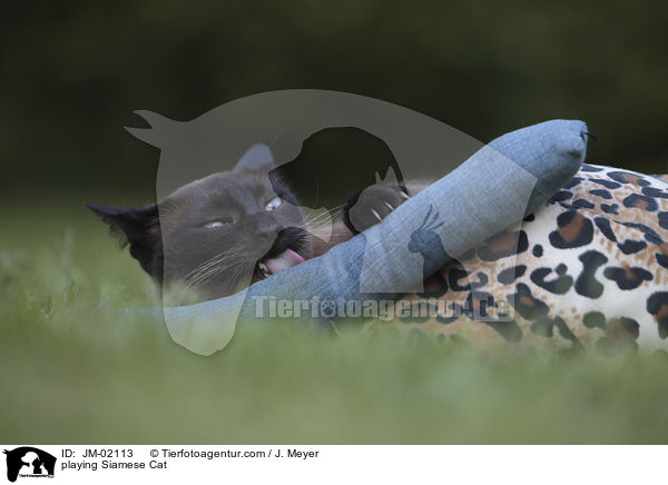 spielende Siam / playing Siamese Cat / JM-02113