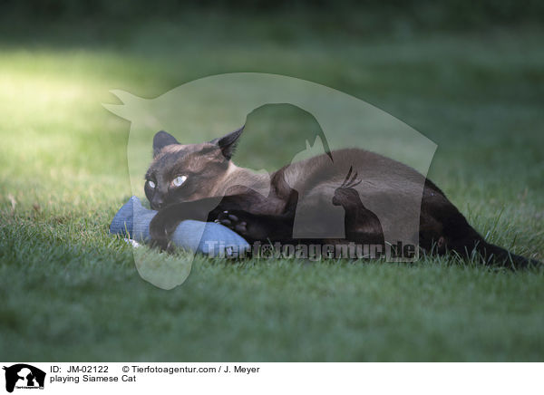 spielende Siam / playing Siamese Cat / JM-02122