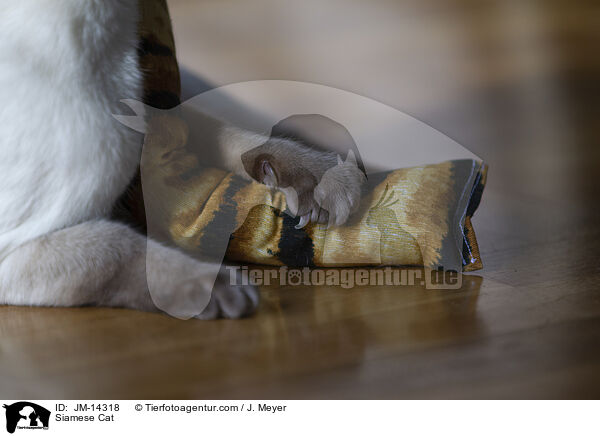Siam / Siamese Cat / JM-14318