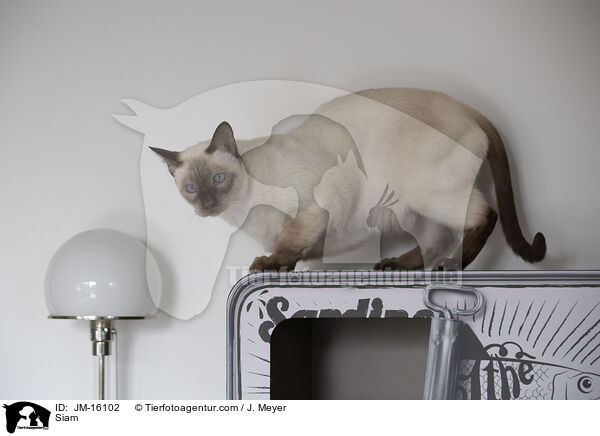 Siamese / Siam / JM-16102