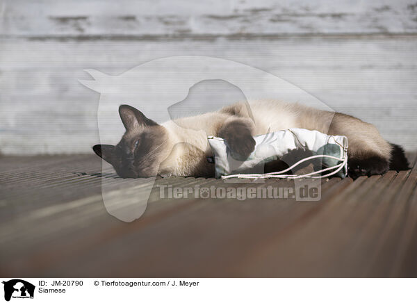 Siamese / Siamese / JM-20790