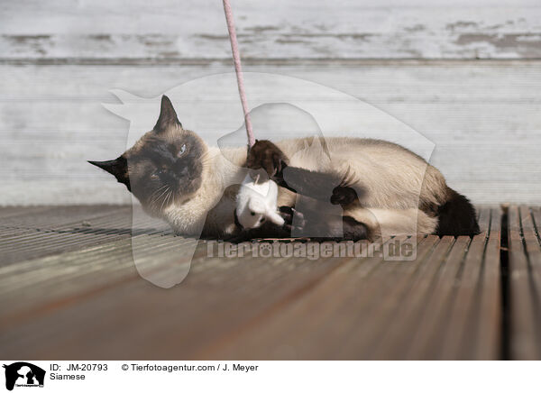Siamese / JM-20793