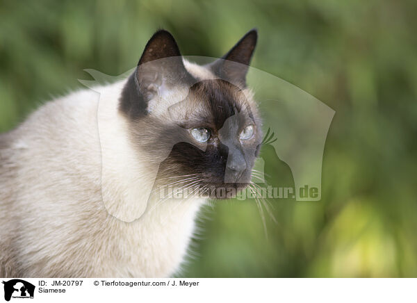 Siamese / Siamese / JM-20797