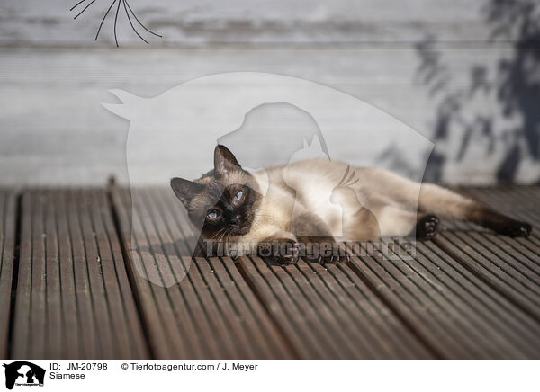 Siamese / Siamese / JM-20798