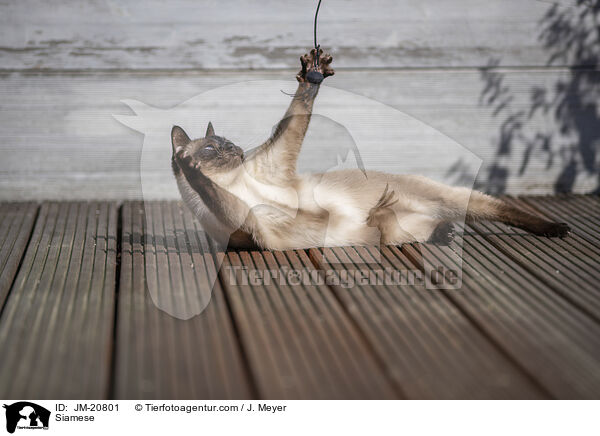 Siamese / JM-20801