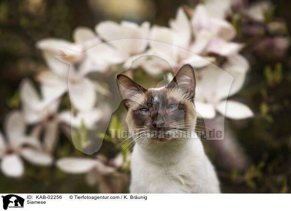 Siamese / Siamese / KAB-02256