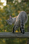 Siamese cat