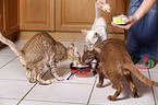 eating cats