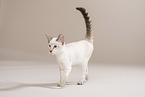 walking Siamese Cat