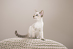 sitting Siamese Cat