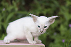 Siamese Kitten