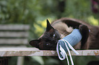 playing Siamese Cat
