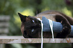 playing Siamese Cat