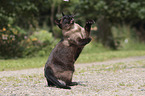 standing Siamese Cat
