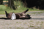 playing Siamese Cat