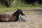 playing Siamese Cat