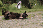 playing Siamese Cat