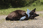 playing Siamese Cat