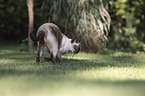 standing Siamese Cat