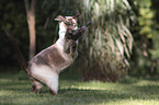 standing Siamese Cat