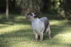 standing Siamese Cat