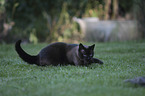 playing Siamese Cat
